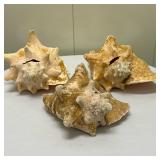 (3pc) Conch Seashells