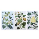 (3pc) COMPLIMENTARY GOURD AND VEGETABLE PRINTS | Three framed botanical prints depicting gourds and 