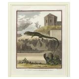 HULK AFTER BUFFON-LACÉPÈDE LE ROQUET (ANOLIS ROQUET) HAND-COLORED ENGRAVING PL. XXVII | Hand-colored
