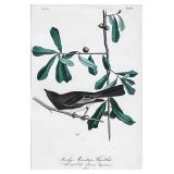 JOHN JAMES AUDUBON (AMERICAN, 1785-1851) ROCKY MOUNTAIN FLYCATCHER OCTAVO LITHOGRAPH | Lithograph wi