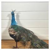 DECORATIVE PEACOCK FIGURE WITH FEATHER PLUMAGE