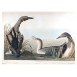 LOT 137 | (AFTER) JOHN JAMES AUDUBON (1785-1851) | Black Throated Diver Engraving with aquatint Hand