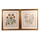 (2PC) 18TH CENTURY BOTANICAL PRINTS | Printed on two sides h. 18 w. 16 in.  