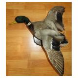 Mallard Drake Duck Flying Left Taxidermy Mount