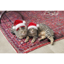 50% Off Art & Christmas at Schiff's Estate Sale Building & Garden