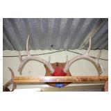Antler wall mount
