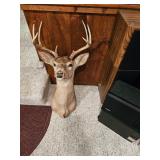 Deer Head, Buck