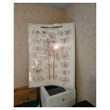 Joint and Ligaments Poster 