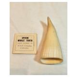 Sperm Whale Tooth