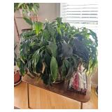 Potted House Plants