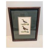Sanderling And Dotterel Colored Lithograph In Frame 