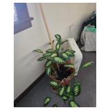 House Plant, Box Fan