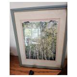 Framed Picture - Birch Trees