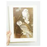 Audubon plates in box