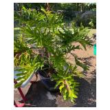 split leaf philodendron