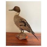 Taxidermy Duck