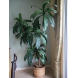 One of many realistic looking silk plants!