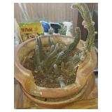 Cacti Family Looking for a New Forever Home