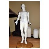 Acupuncture Models