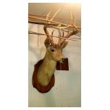 Several Deer Mounts and Fishing Gear