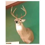 Deer Mount