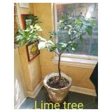 Lime Tree