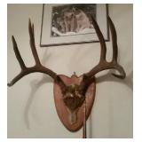 Mule Deer Antler Mount