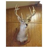 Deer Mount