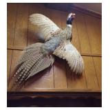 Pheasant Mount