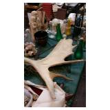 Elk (or Morrse) Horn?