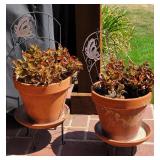 Several large outdoor pots & plants