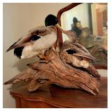 Taxidermy ducks