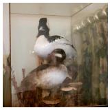 Taxidermy ducks