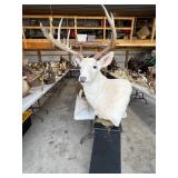 Merritt Online Auction 18