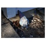 Back yard (16) Back yard (16)