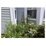 1444-Back Yard