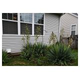 893-Back Yard