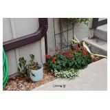 521-Front Yard 521-Front Yard