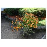 1033-Front Yard 1033-Front Yard