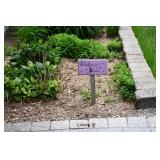 1167-Back Yard