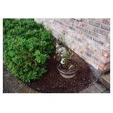1010-Back Yard