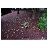 1033-Back Yard