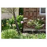 918-Front Yard