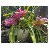Orchids!