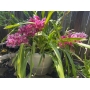 Orchids!
