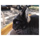 Amazing, nationally recognized rabbitry downsizing as well as antiques, tools, toys and collectables