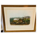 Orig Audubon Imperial Folio Print
