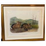 Orig Audubon Imperial Foilo Print