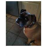 My baby Roxy mad because breakfast was taking too long! Had to share!