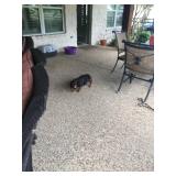 Puppy Not For Sale, Cute Picture Only